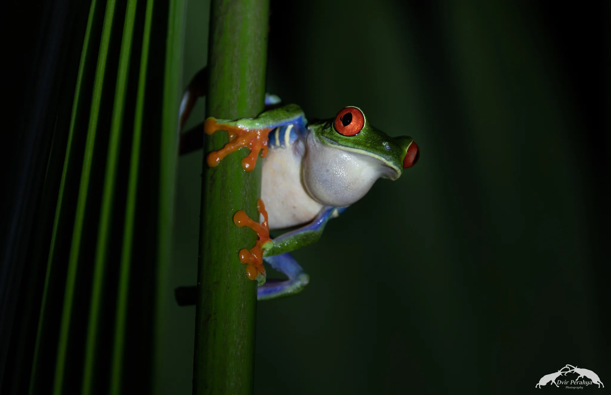 Red-eyed tree frog, Arenal
